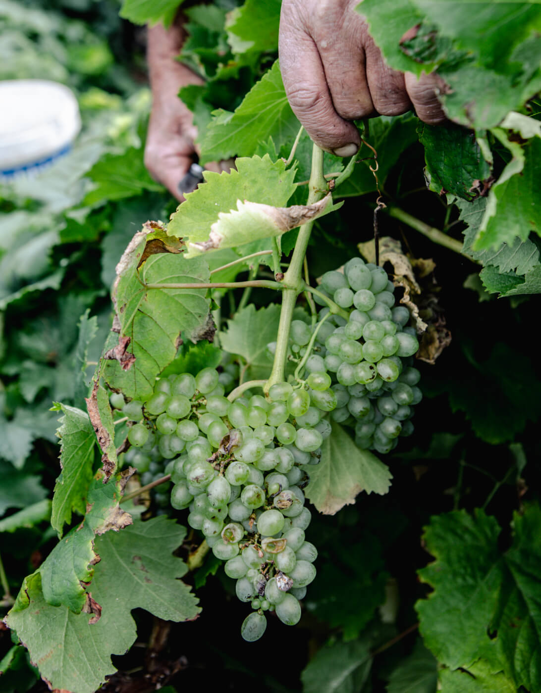 Uvas brancas