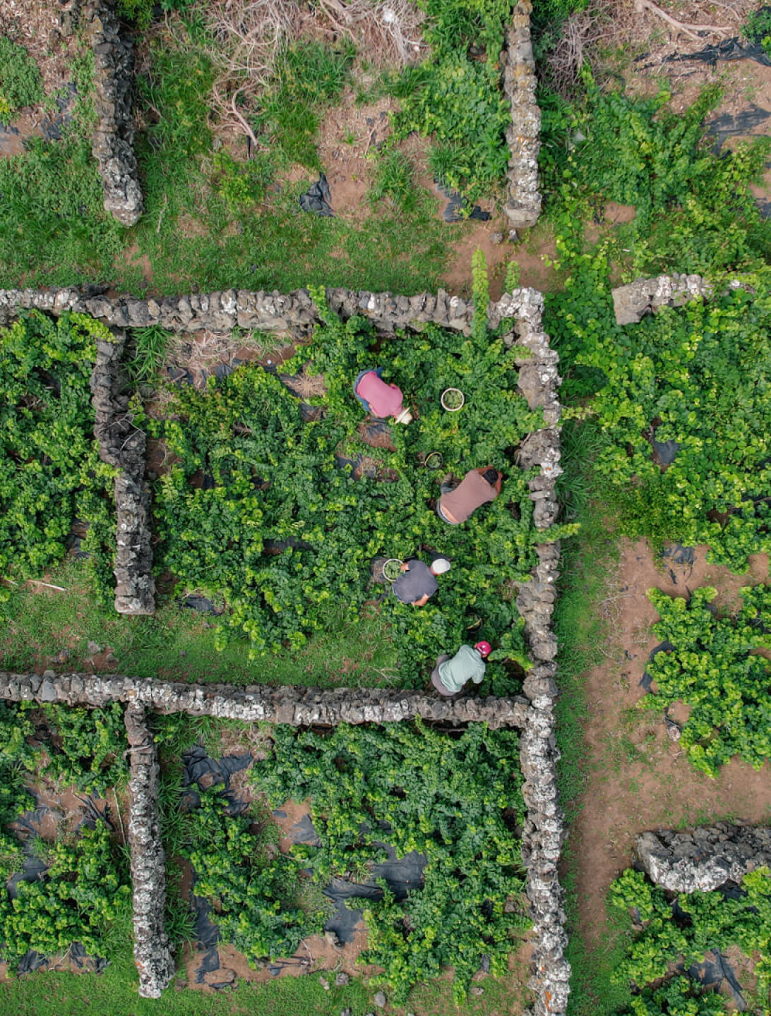 Harvest on Graciosa Island