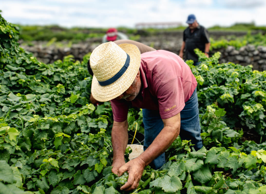 Harvest on Graciosa Island