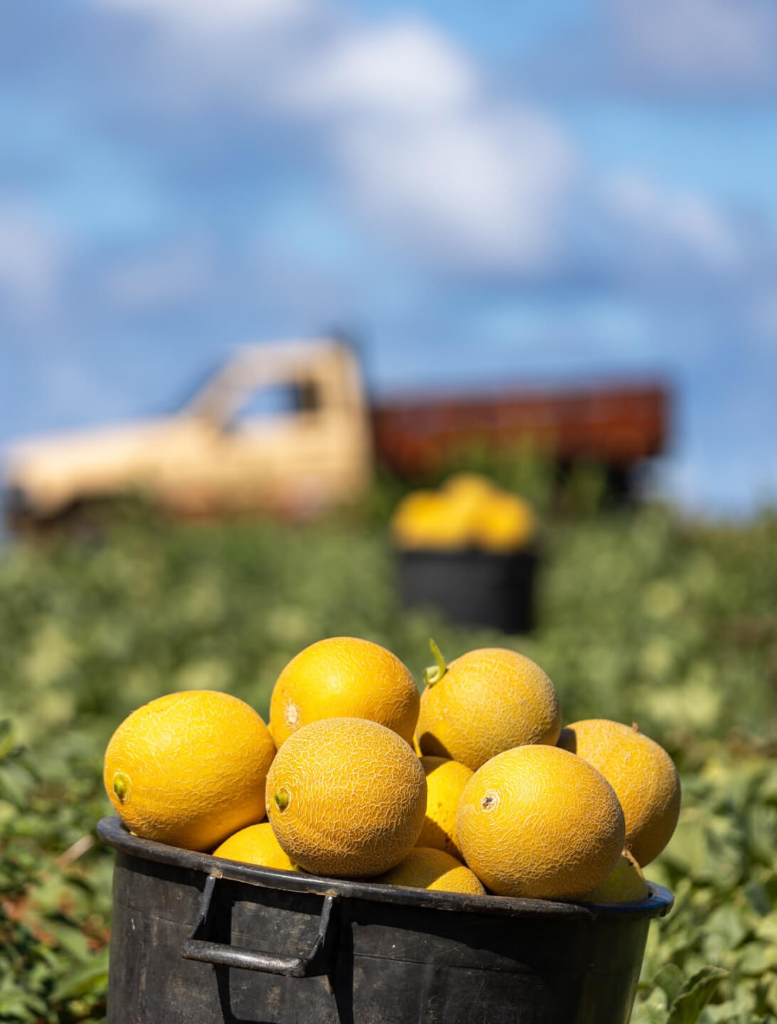 Graciosa melon harvest